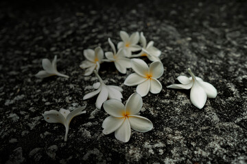 frangipani flower in the ground