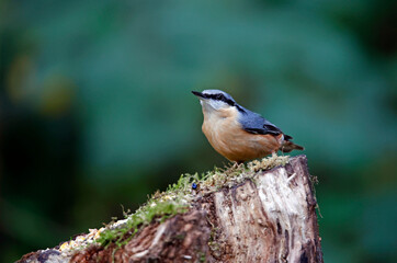 Nuthatch collecting seeds and nuts in the woods