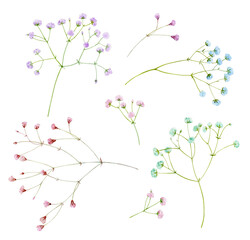 A set of colorful gypsophila twigs. Watercolor illustration of delicate graceful twigs with flowers.