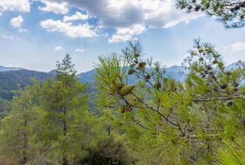 Fototapeta premium high-altitude pine forest in the Troodos mountain range of the island of Cyprus