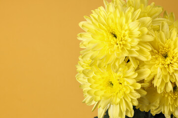 small yellow chrysanthemum mum flower bunch macro closeup on white background