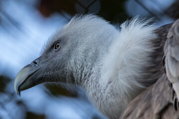 Greifvogel