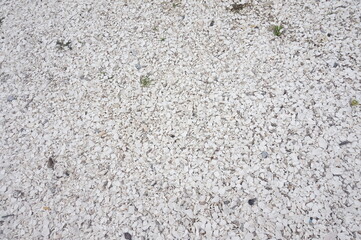 Ground White Shell Background
