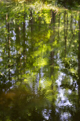 scenic summer reflection of trees and fern in calm water abstract nature background
