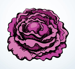 Obraz premium Cabbage. Vector drawing icon sign