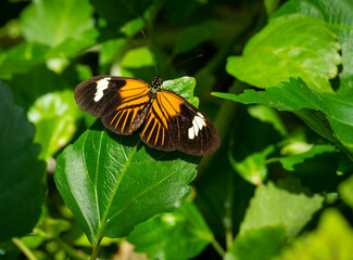 Doris Longwing Butterfly at butterfly gardens in Pine Mountain Georgia.