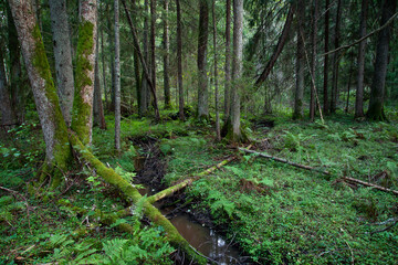 An Estonian old-growth forest with abundance of decaying and old trees during a late summer evening.	