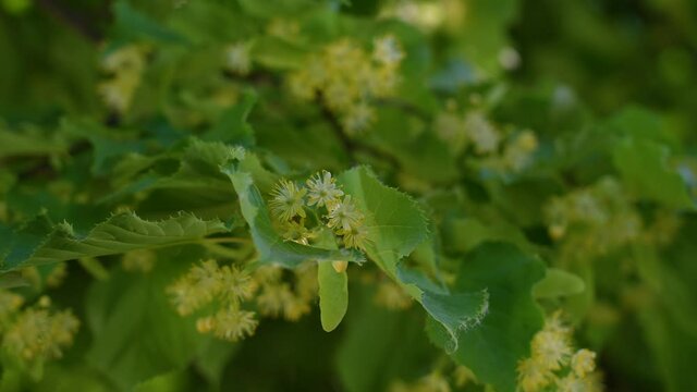Close-up view 4k stock video footage of blooming with yellow delicate flowers fresh linden tree growing outdoor. Abstract natural floral background
