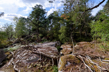 Recloses, path of the crests in fontainebleau forest