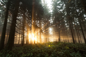 Dramatisches Sonnenlicht scheint durch die Bäume- Rennsteig im Thüringer Wald