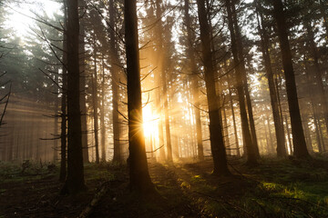 Dramatisches Sonnenlicht scheint durch die Bäume- Rennsteig im Thüringer Wald - obrazy, fototapety, plakaty