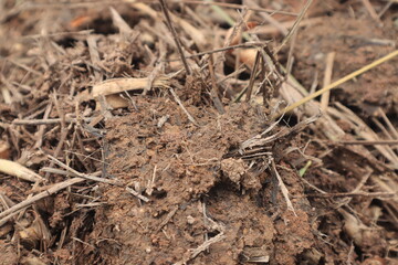 Soil is a naturally occurring material from physical decay. and the chemistry of rocks and minerals combined with organic matter