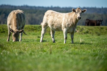 Cows eating grass in Australia. 