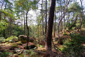Obraz premium Recloses, path of the crests in fontainebleau forest