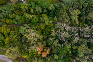 Trail in the Woods Aerial View