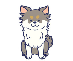 おすわりしているロングコートチワワブラックタン