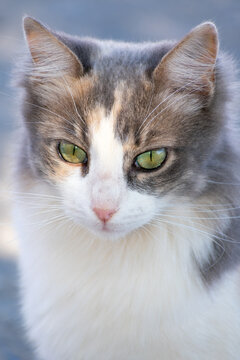 Close-up portrait shot of a beautiful hairy cat with green eyes, orange and gray spots