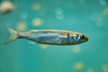 Fototapeta premium アクアリウムの魚たち