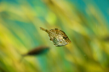 アクアリウムの魚たち