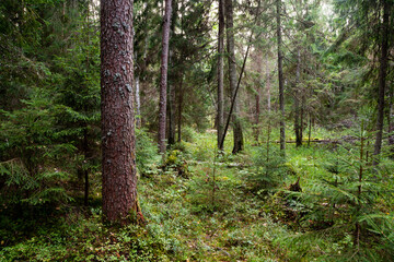 Obraz premium An Estonian old-growth forest with abundance of decaying and old trees during a late summer evening. 