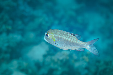 Fish of  the Red sea. Snubnouse emperor