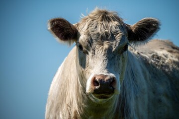 Cows eating grass in Australia. 
