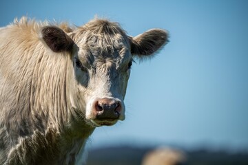 Cows eating grass in Australia. 