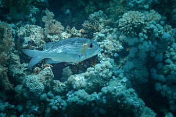 Fish of  the Red sea. Snubnouse emperor