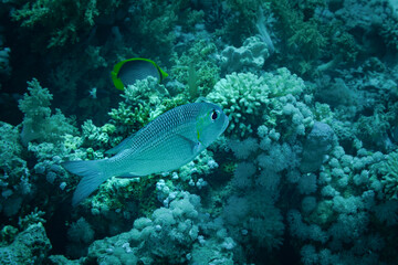 Fish of  the Red sea. Snubnouse emperor