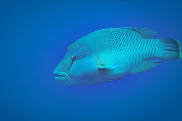 Fish of the Red sea. Napoleon fish