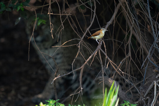 The pale-legged hornero (Furnarius leucopus)
