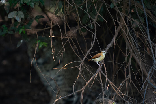 The pale-legged hornero (Furnarius leucopus)