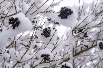 Snow and ice in the woods. Melted snow on the grass. Frozen plants.