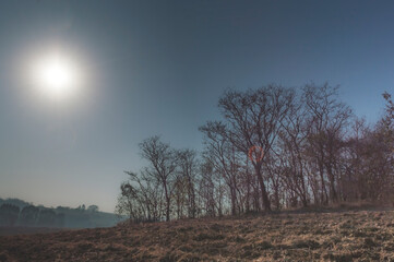 Fototapeta premium The sun shining in the morning and a forest with bare trees