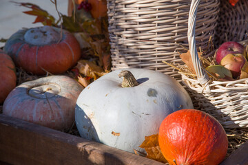 pumpkin autumn