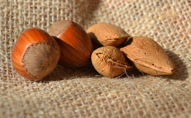 Noisettes et amandes