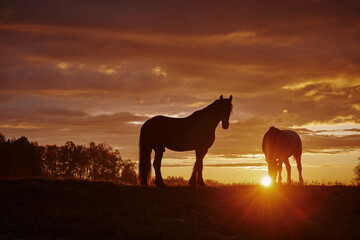 Fototapeta na wymiar Horse in the sunrise. Horse in the sunset