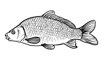 Hand-drawn Carp. Black and white. Vector sketch of a fish isolated on a white background.