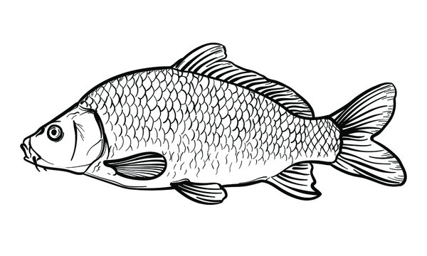 Hand-drawn Carp. Black and white. Vector sketch of a fish isolated on a white background.