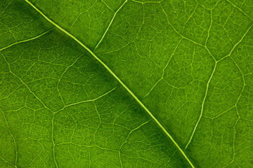 Green leaf nature background closeup
