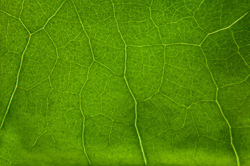 Green leaf nature background closeup