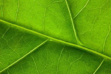 Naklejka na ściany i meble Green leaf nature background closeup
