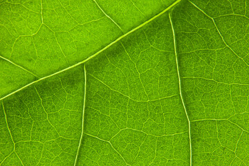 Fototapeta na wymiar Green leaf nature background closeup