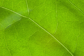 Obraz na płótnie Canvas Green leaf nature background closeup