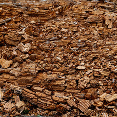 bois en décomposition