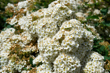 Blooming white hyacinths Full frame of hyacinths, soft selective focus