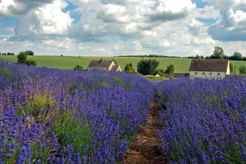 Naklejka na ściany i meble Lavender Field Summer Flowers Cotswolds Worcestershire England