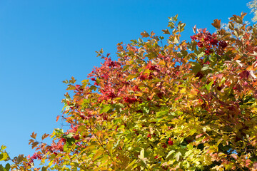Viburnum bush with bright bunches of berries and bright autumn foliage against a blue sky