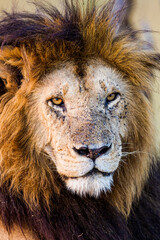 Portrait of a male lion in the Masai Mara in Kenya
