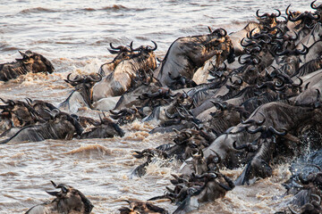 Blue Wildebeest crossing the Mara River during the annual migration in Kenya